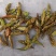 青辣椒粉青椒粉白胡椒填充物辣椒粉