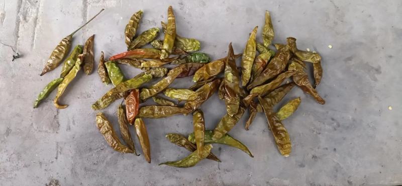 青辣椒粉青椒粉白胡椒填充物辣椒粉