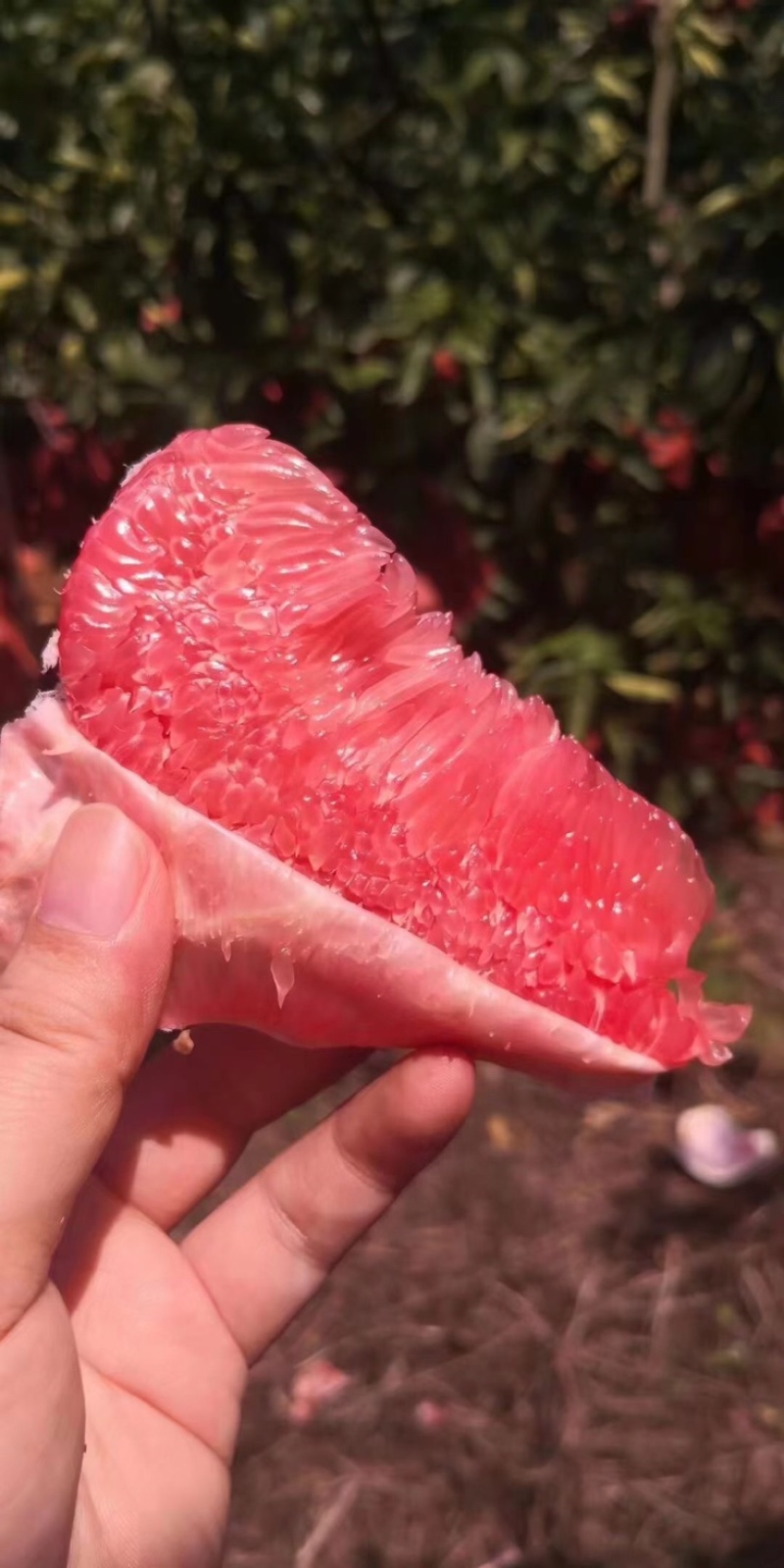 三红柚