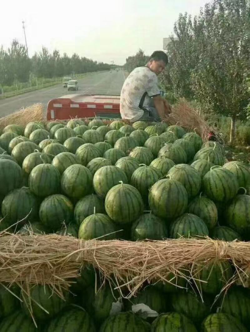 大地雷西瓜，目前货源充足，可大量供货