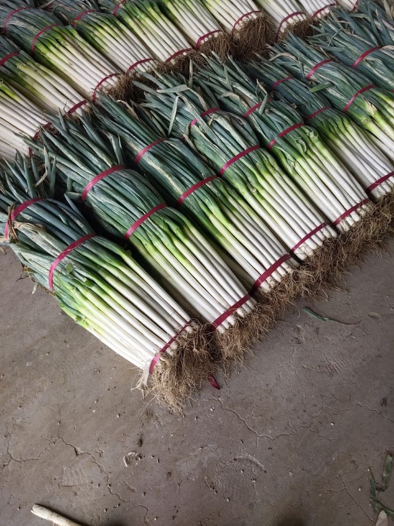河北邯郸大葱，铁杆大葱，对接批发货源充足量大从优