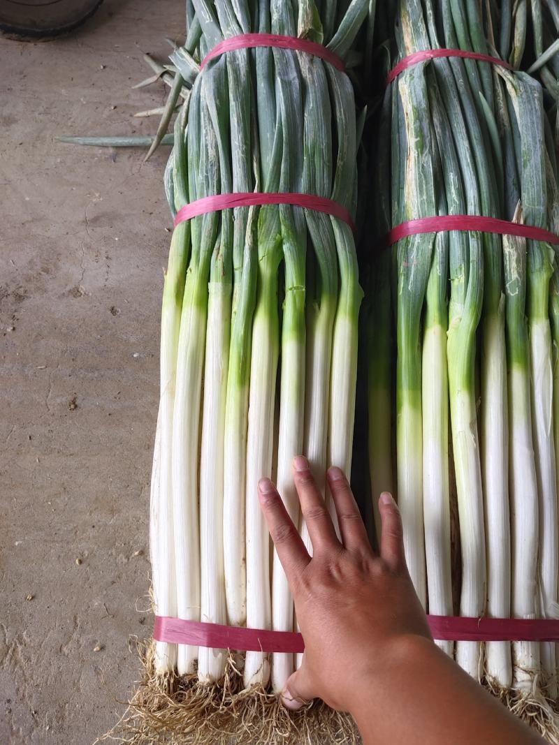 河北邯郸大葱，铁杆大葱，对接批发货源充足量大从优