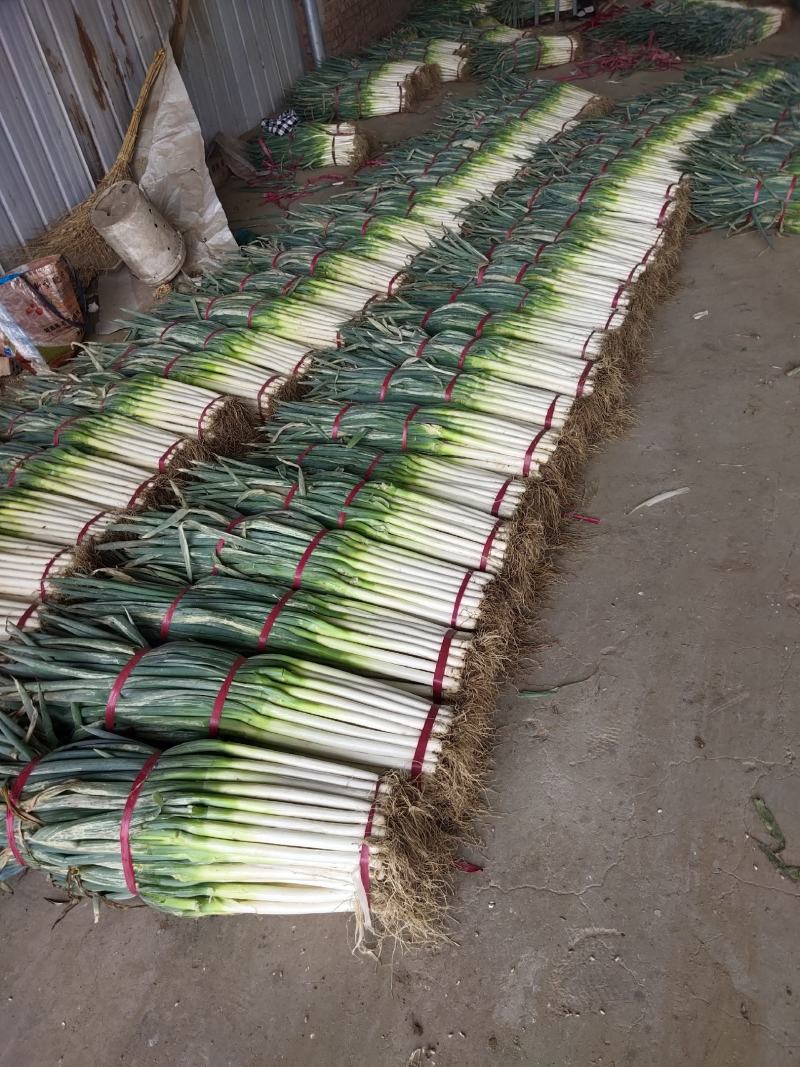 河北邯郸大葱，铁杆大葱，对接批发货源充足量大从优