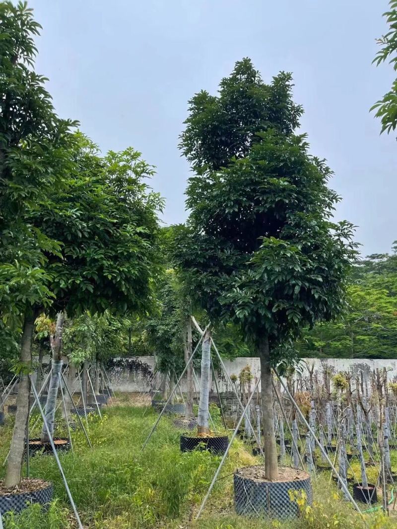 海南红豆12-15-18分大量现货供应有需要联系哦
