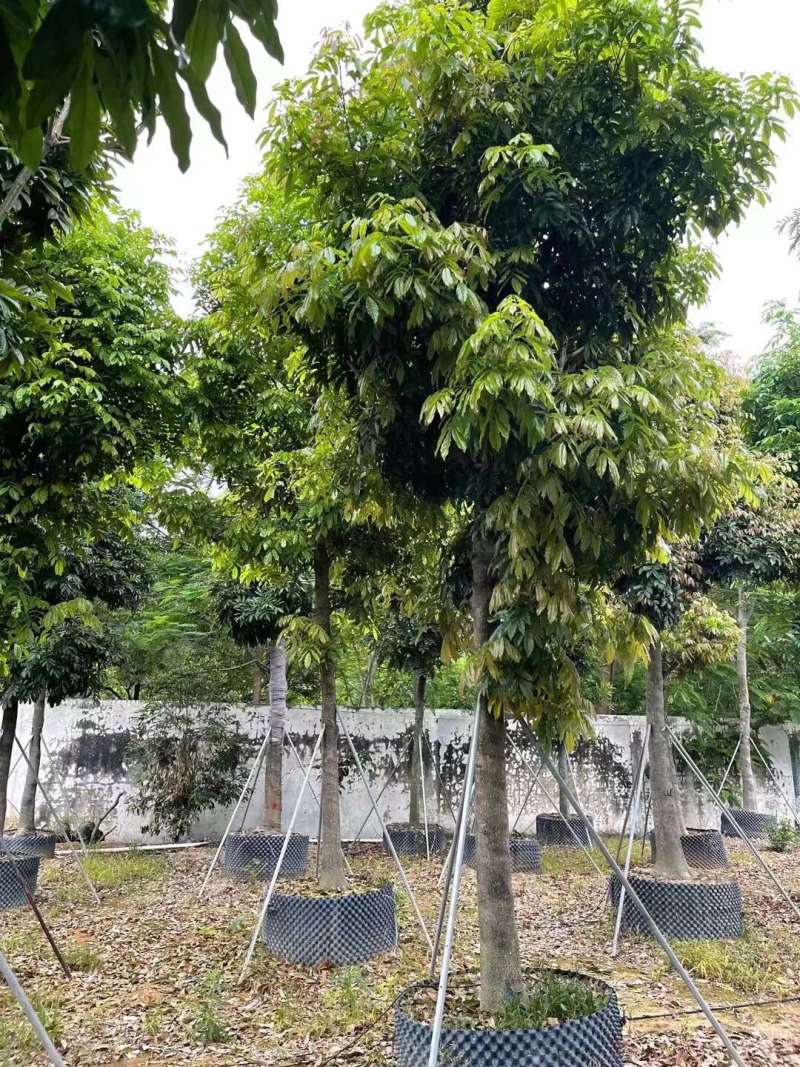 海南红豆12-15-18分大量现货供应有需要联系哦