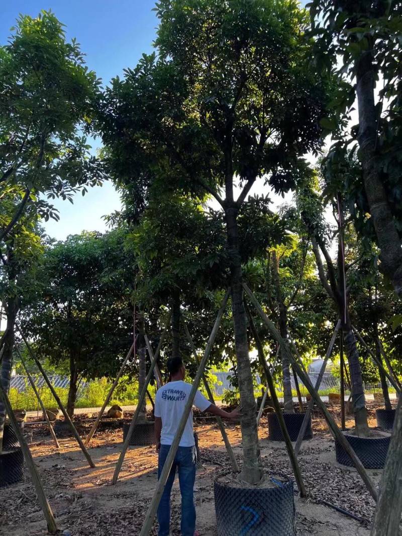 海南红豆12-15-18分大量现货供应有需要联系哦