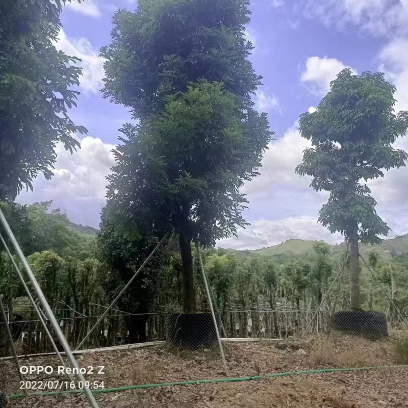 海南红豆12-15-18分大量现货供应有需要联系哦