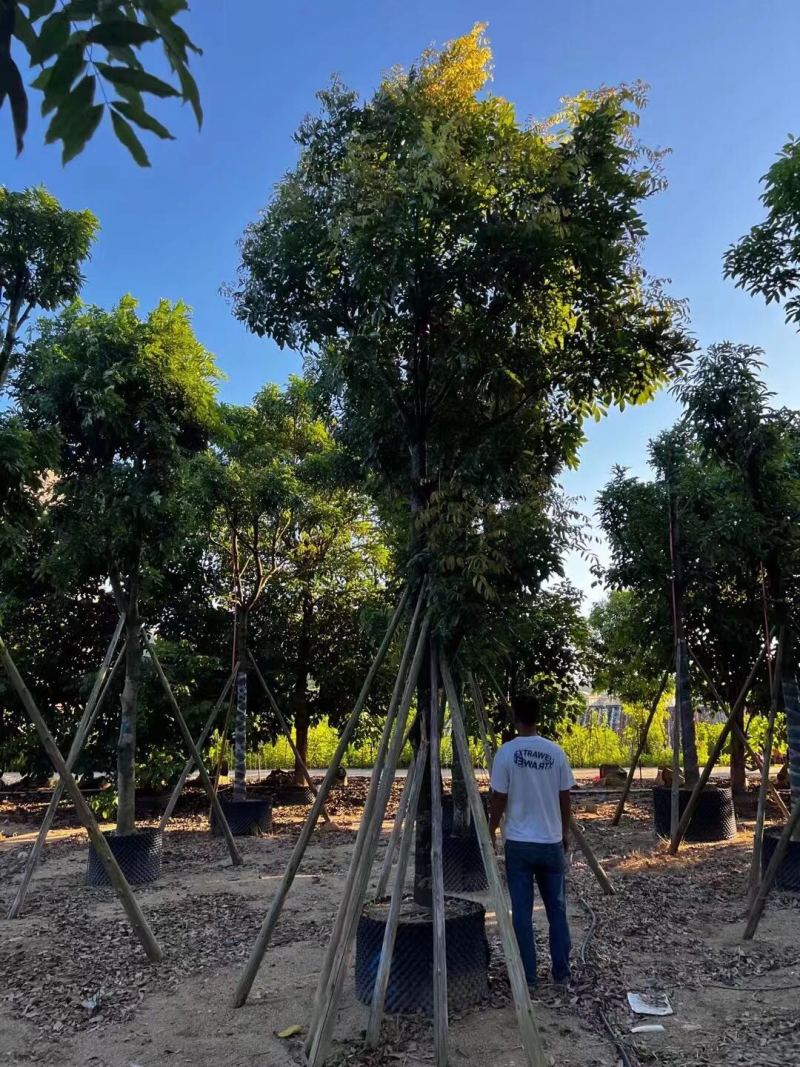 海南红豆12-15-18分大量现货供应有需要联系哦