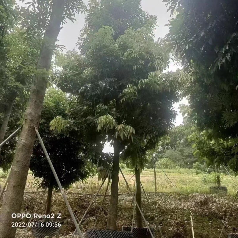 海南红豆12-15-18分大量现货供应有需要联系哦