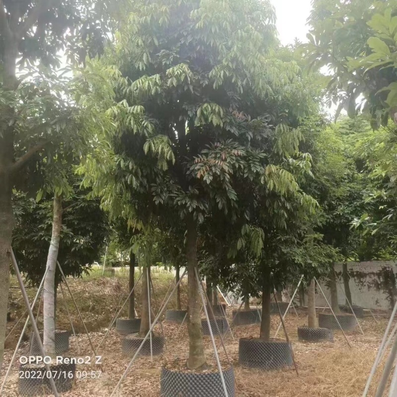海南红豆12-15-18分大量现货供应有需要联系哦