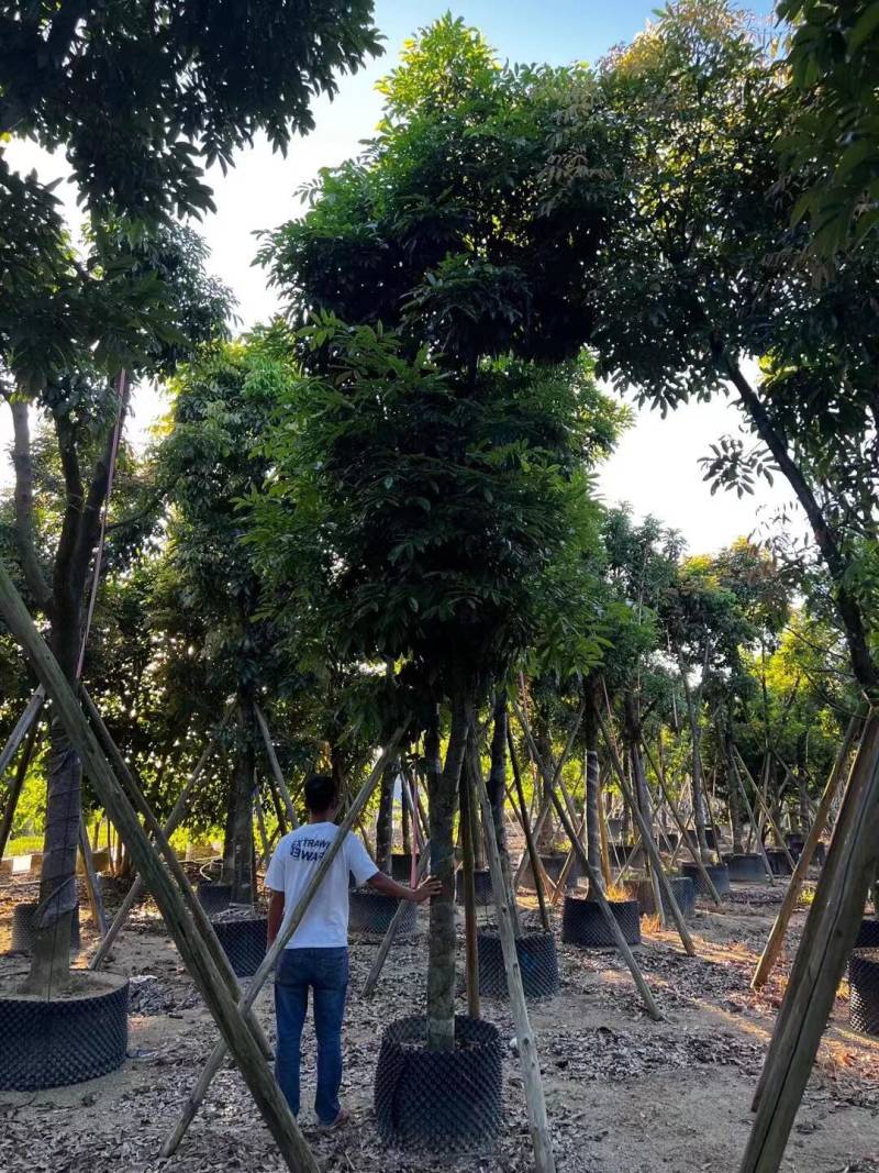 海南红豆12-15-18分大量现货供应有需要联系哦