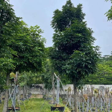海南红豆12-15-18分大量现货供应有需要联系哦