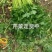 惠民，芹菜冷棚芹菜大量现货，高度70左右价格美丽