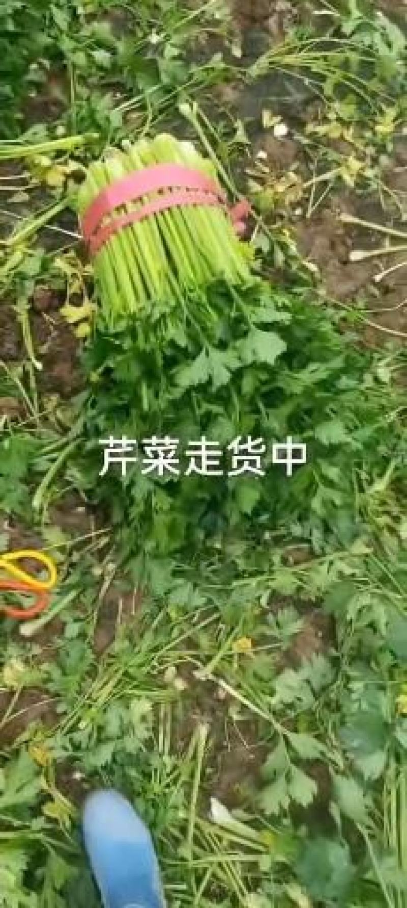 惠民，芹菜冷棚芹菜大量现货，高度70左右价格美丽
