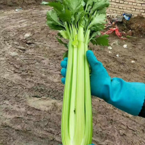 西芹大量有货