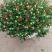 球菊，叶面肥花好，爆盆价格优，开花时间长