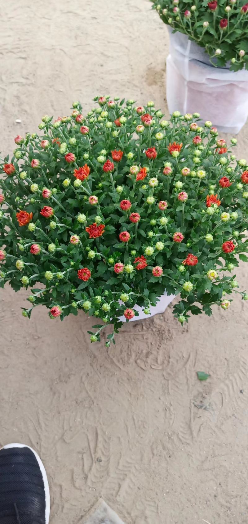 球菊，叶面肥花好，爆盆价格优，开花时间长