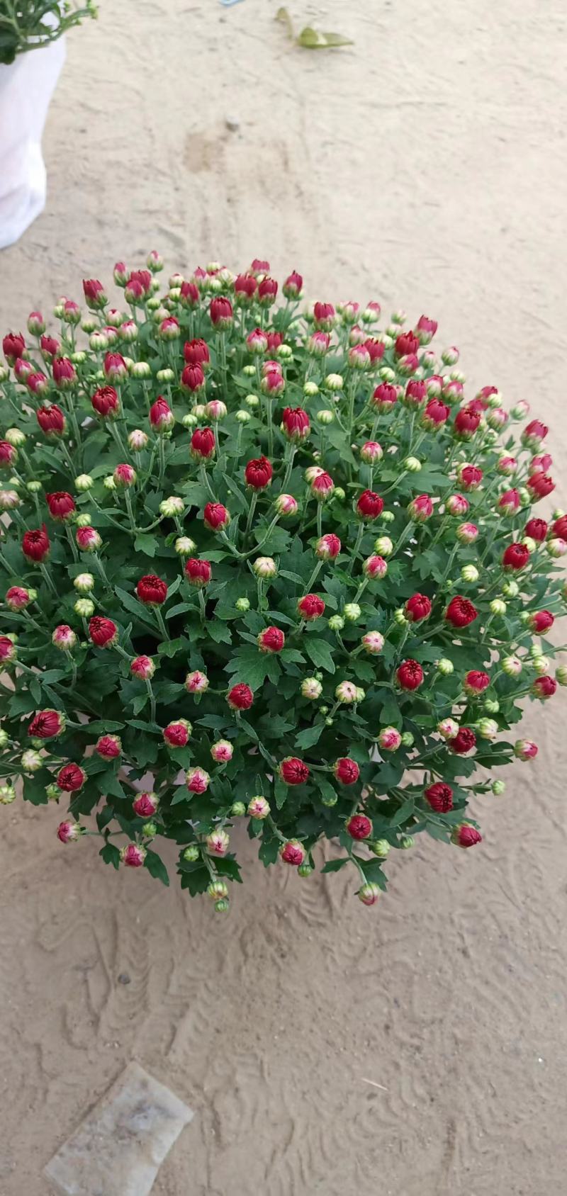 球菊，叶面肥花好，爆盆价格优，开花时间长