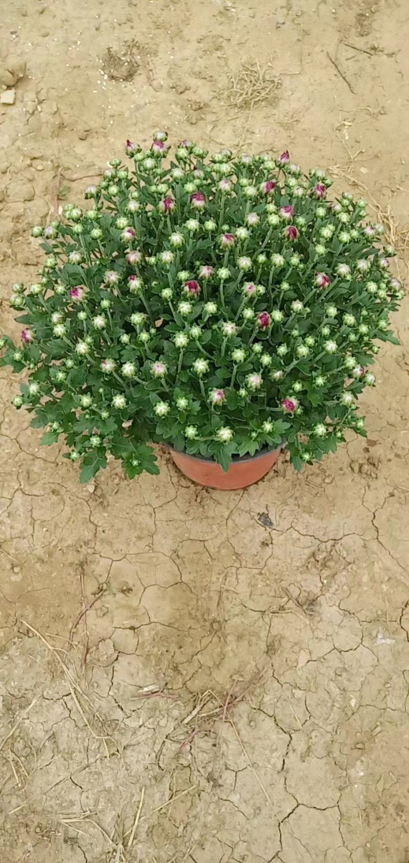 球菊，叶面肥花好，爆盆价格优，开花时间长