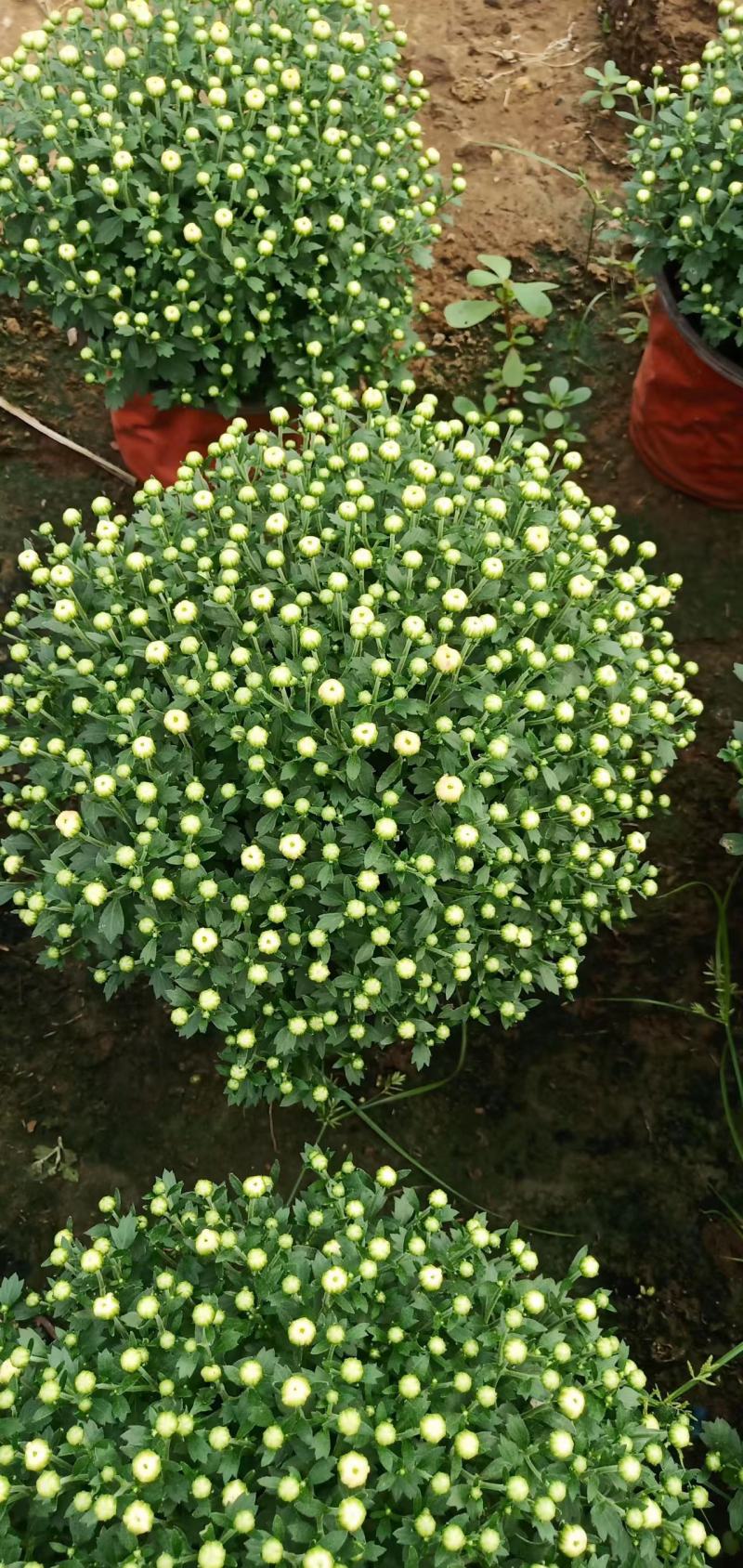球菊，叶面肥花好，爆盆价格优，开花时间长