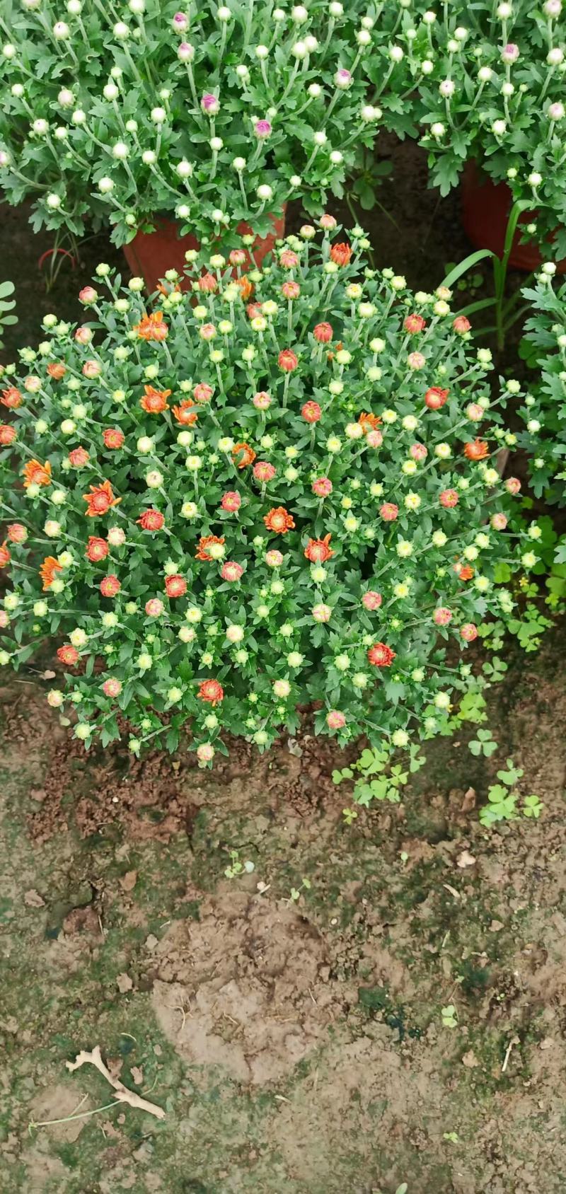 球菊，叶面肥花好，爆盆价格优，开花时间长