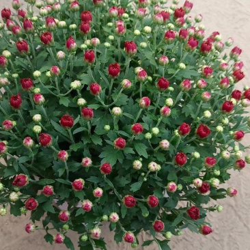 球菊，叶面肥花好，爆盆价格优，开花时间长