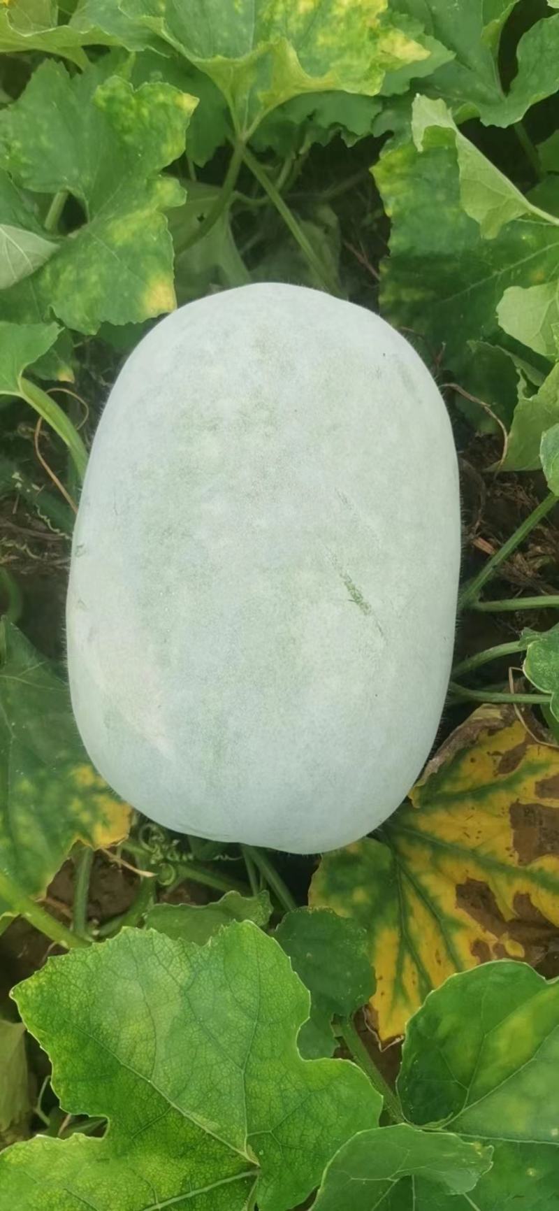 冬瓜