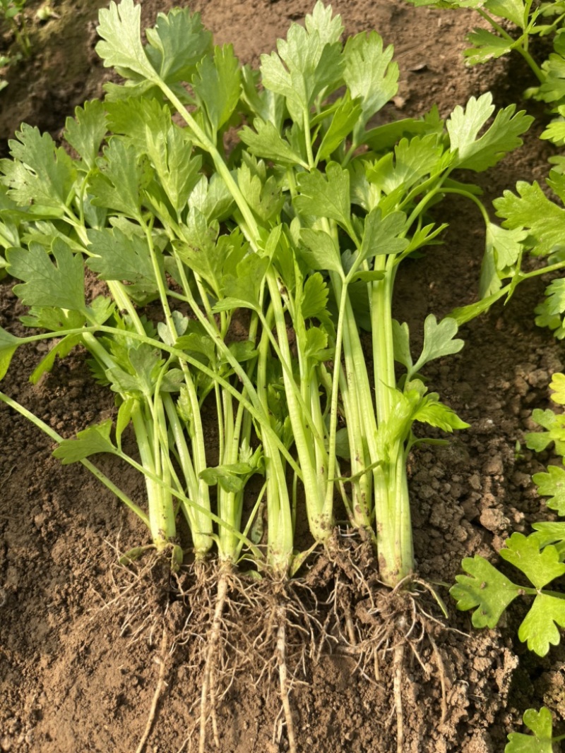 芹菜苗，优质法国皇后芹菜苗，大量供应，西芹苗，货源充足