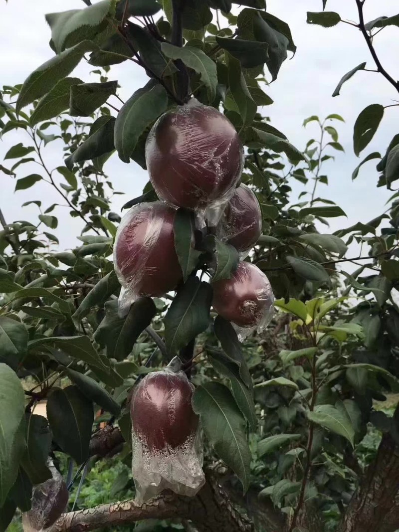 新梨七号早苏梨