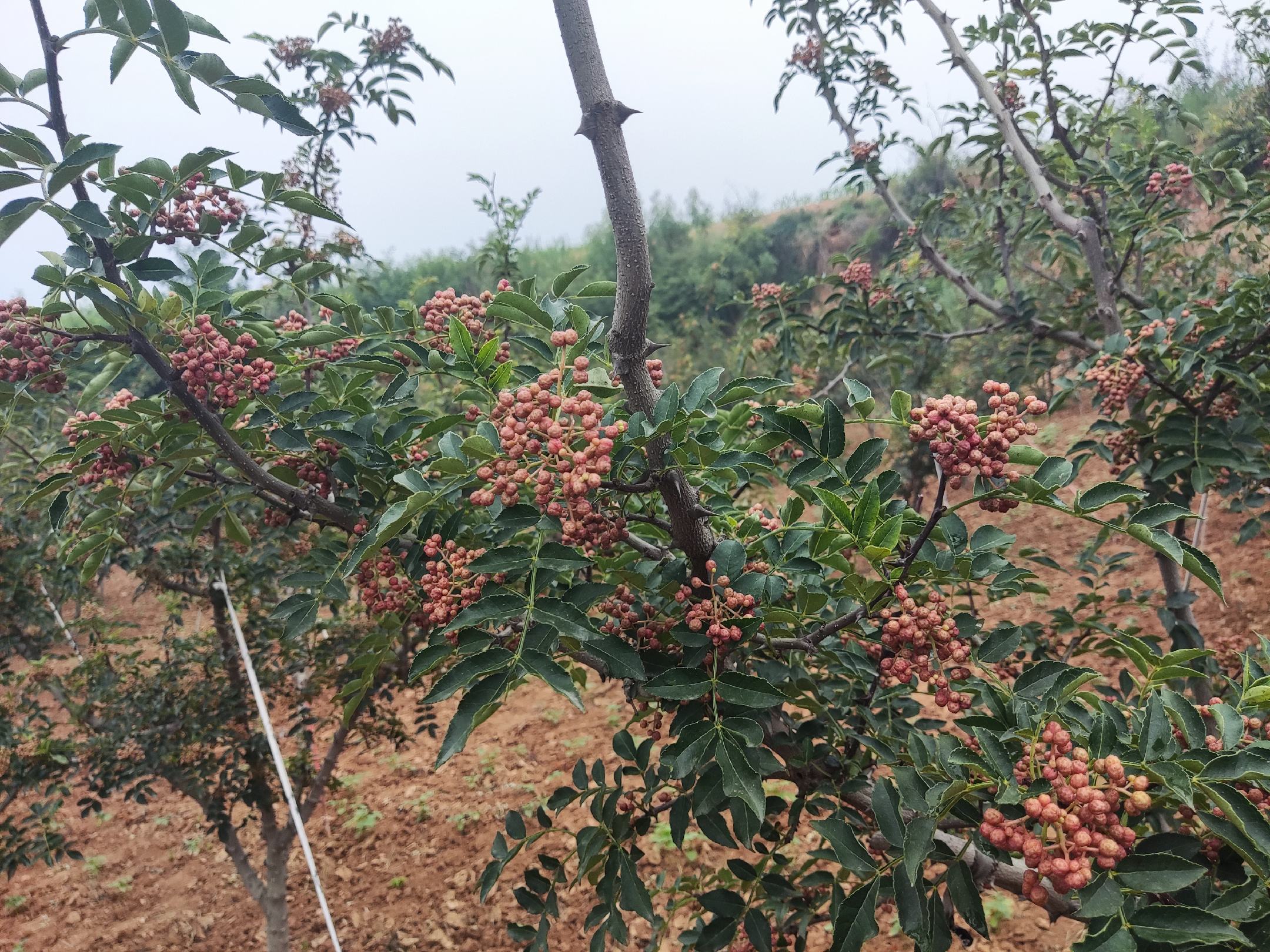 海南红椒果实特写展示