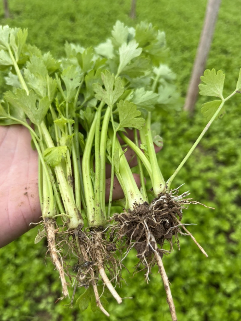 芹菜苗，优质法国皇后芹菜苗，大量供应，西芹苗，货源充足