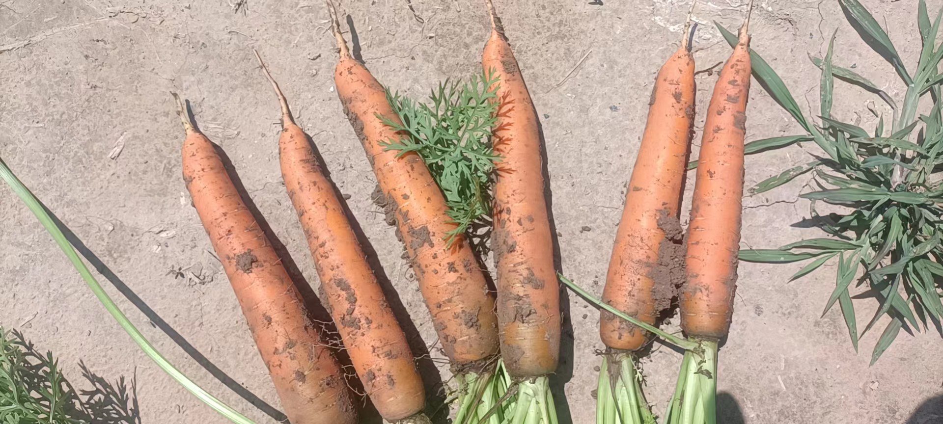 胡萝卜切丝准备图