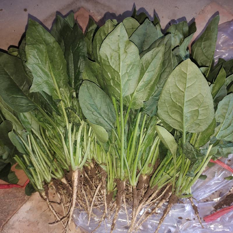 精品圆叶菠菜大量上市