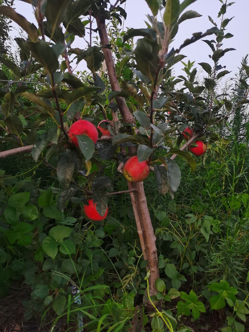 鲁丽苹果，脆，甜果个大，口感好。阳历8月2号上市