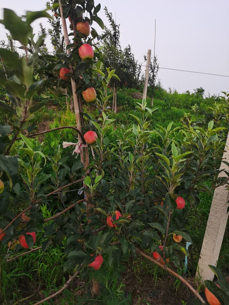 鲁丽苹果，脆，甜果个大，口感好。阳历8月2号上市