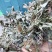 无根淫羊藿扎把全干货，带根带叶淫羊藿干货