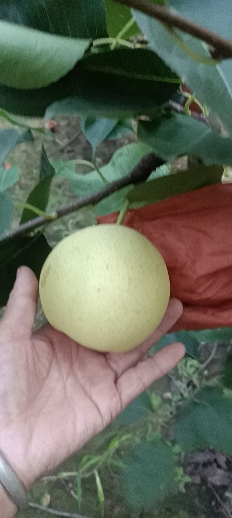 黄冠梨，皮薄，斗多，肉细，核小，