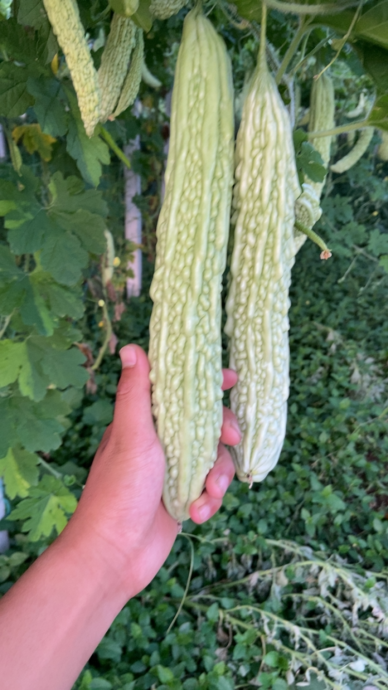 每天现摘新鲜苦瓜