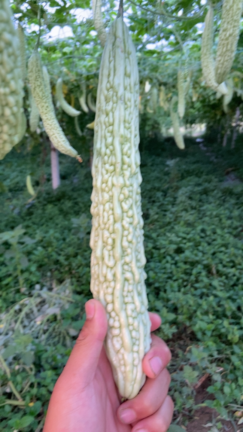 每天现摘新鲜苦瓜