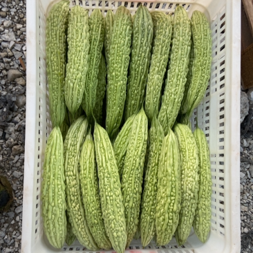 每天现摘新鲜苦瓜