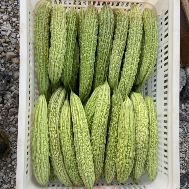 每天现摘新鲜苦瓜