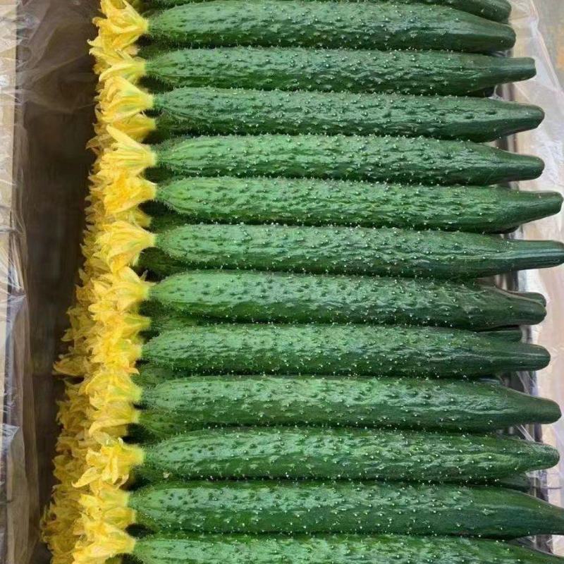 精品刺黄瓜，亮条黄瓜，顶花带刺，全年供应