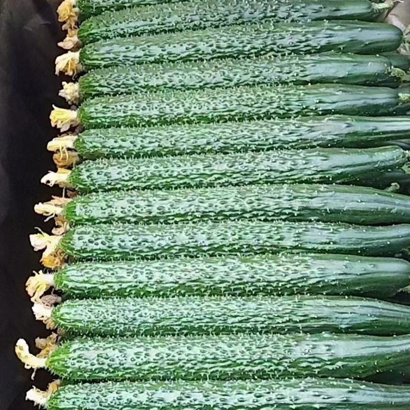 精品刺黄瓜，亮条黄瓜，顶花带刺，全年供应