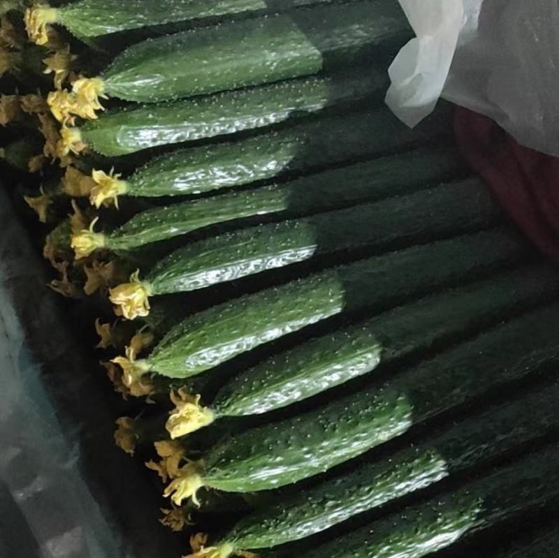 精品刺黄瓜，亮条黄瓜，顶花带刺，全年供应