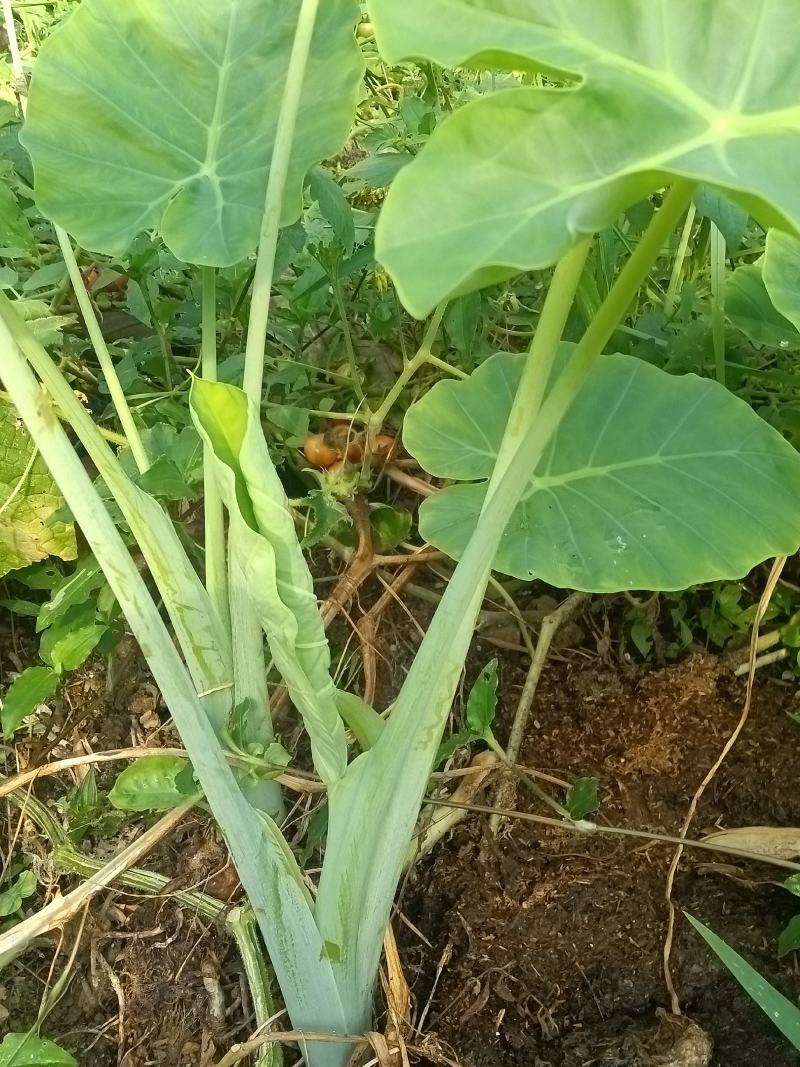 广菜，白于荷，只长苗不长芋头，用来煮，炒，制作腌菜等
