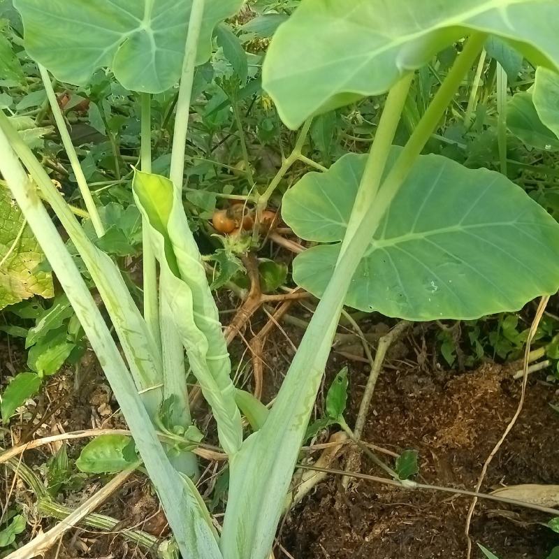 广菜，白于荷，只长苗不长芋头，用来煮，炒，制作腌菜等