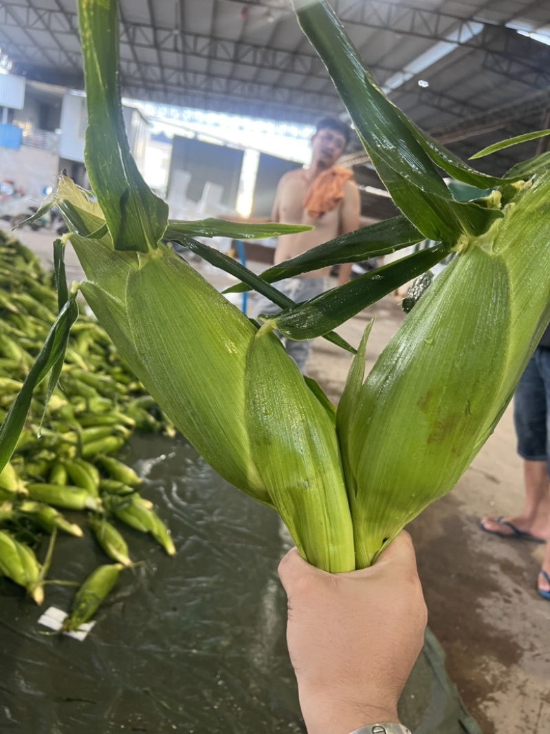 云南水果玉米，双色玉米，场地直供