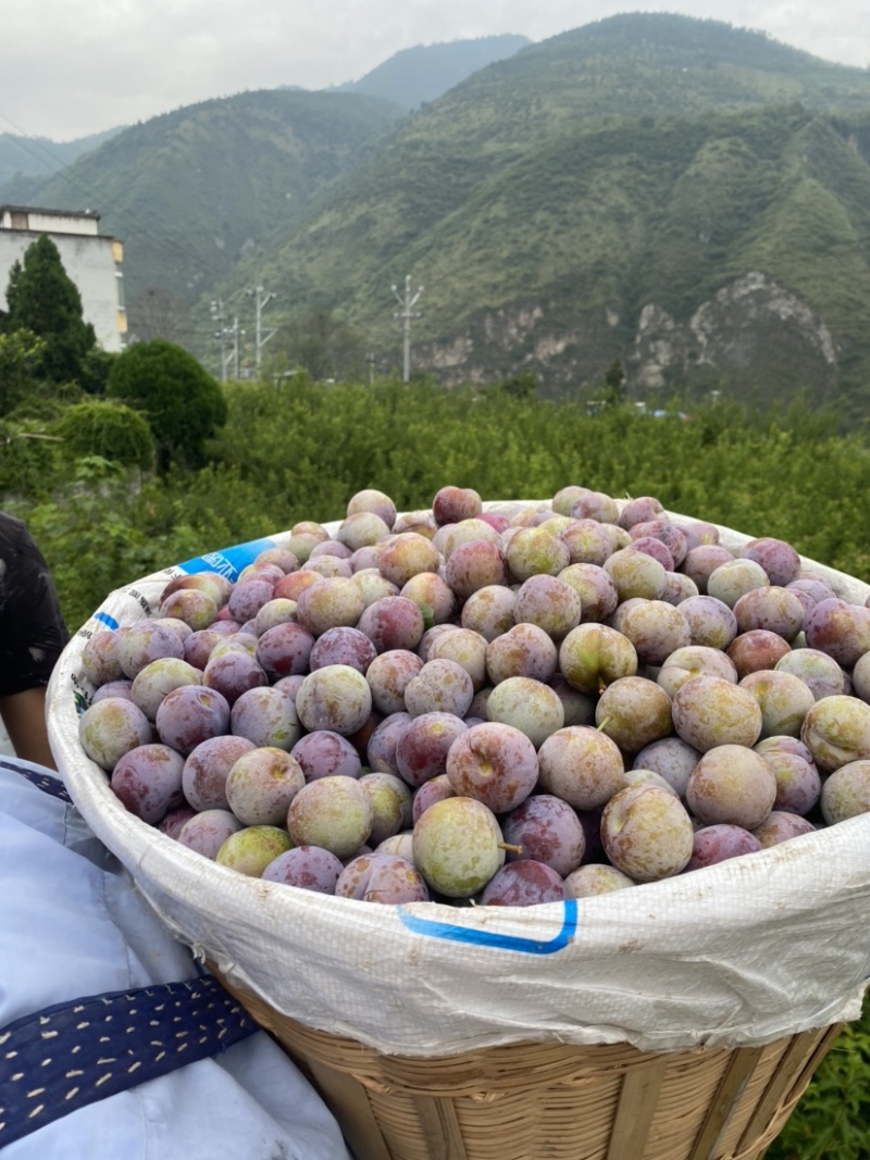 汉源脆红李，黄果肉，大产地，规模种植，持续供货～