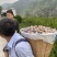 汉源脆红李，黄果肉，大产地，规模种植，持续供货～