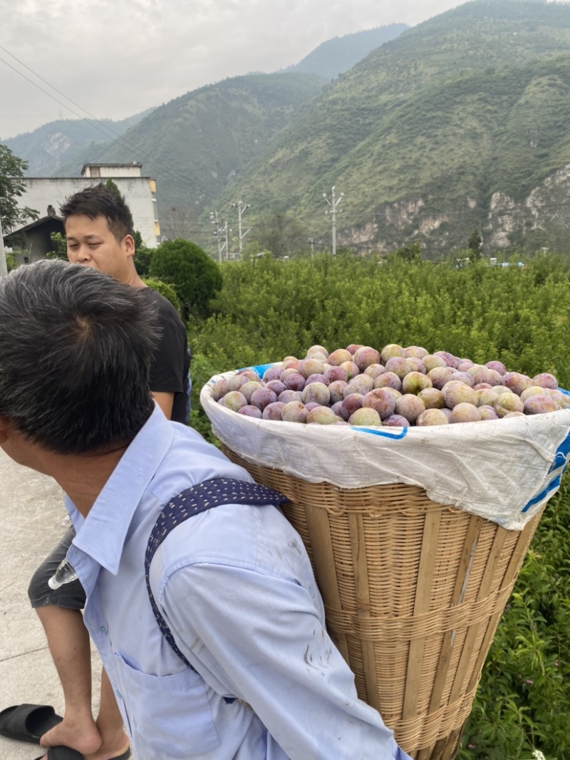 汉源脆红李，黄果肉，大产地，规模种植，持续供货～